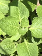 Coleus monostachyus