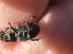 Acrossus luridus