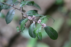 Ilex memecylifolia