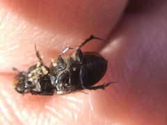 Acrossus luridus