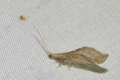 Lomamyia squamosa