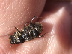 Acrossus luridus