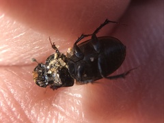 Acrossus luridus