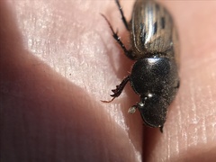 Acrossus luridus
