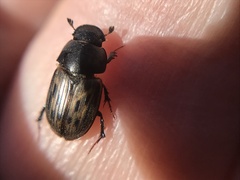 Acrossus luridus