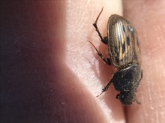 Acrossus luridus