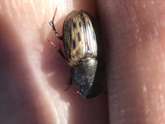 Acrossus luridus