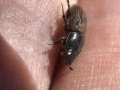 Acrossus luridus