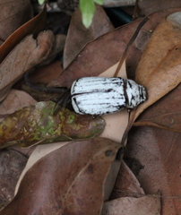 Cyphochilus apicalis