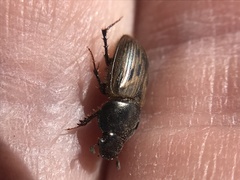 Acrossus luridus