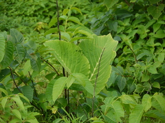 Leea macrophylla