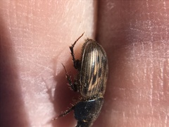 Acrossus luridus