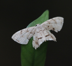 Dysaethria fulvihamata