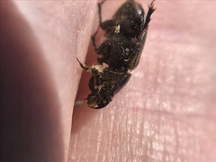 Acrossus luridus