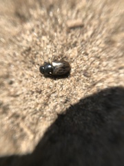 Acrossus luridus