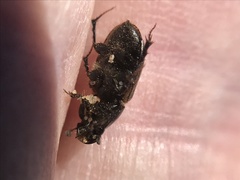 Acrossus luridus