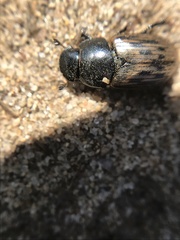Acrossus luridus