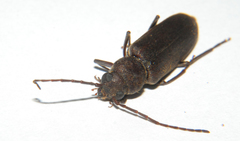 Arhopalus rusticus
