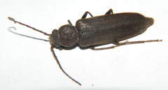 Arhopalus rusticus