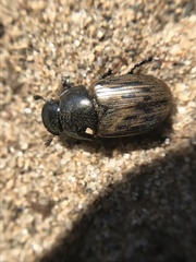 Acrossus luridus
