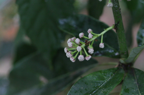 Image of Calyx-Shaped Tigernanmu (Daphniphyllum calycinum) by no rights reserved