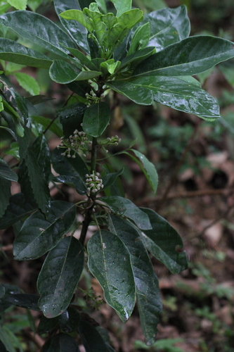 Image of Calyx-Shaped Tigernanmu (Daphniphyllum calycinum) by no rights reserved
