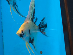 Pterophyllum scalare