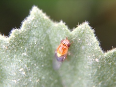 Thaumatomyia rubida