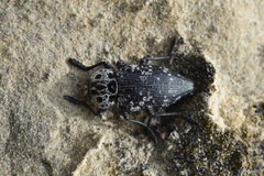 Capnodis cariosa