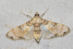 Azochis rufidiscalis