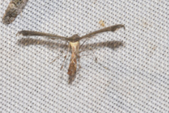 Michaelophorus indentatus