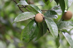 Camellia granthamiana