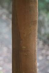 Camellia granthamiana
