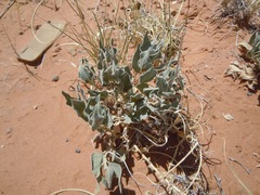 Asclepias ruthiae
