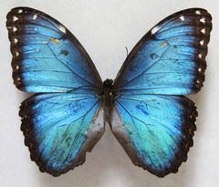 Morpho helenor narcissus