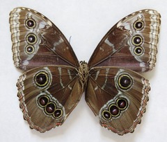 Morpho helenor narcissus