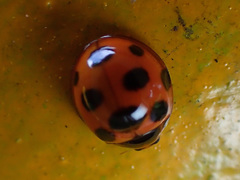 Coelophora bissellata