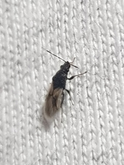 Metopoplax ditomoides