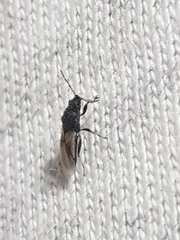 Metopoplax ditomoides