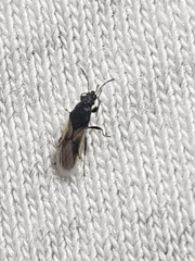 Metopoplax ditomoides