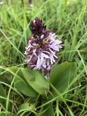 Orchis purpurea
