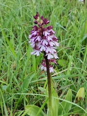 Orchis purpurea
