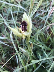 Ophrys sphegodes