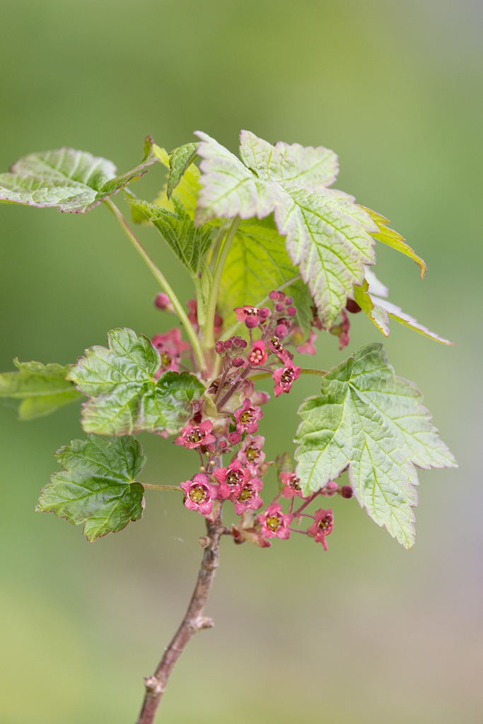 Trailing Blackcurrant