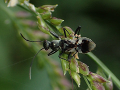 Eucosmetus formosus