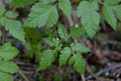 Osmorhiza purpurea