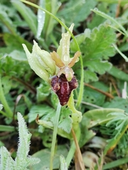Ophrys sphegodes