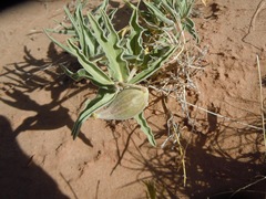 Asclepias macrosperma