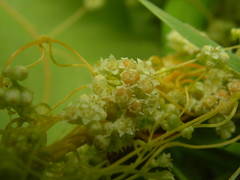 Cuscuta monogyna