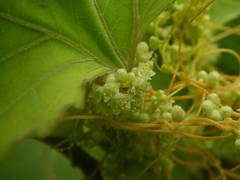 Cuscuta monogyna